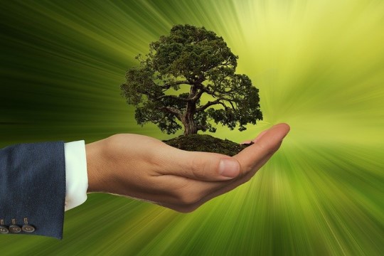 Imagem perspectiva de pessoa segurando uma arvore verde como se fosse uma planta