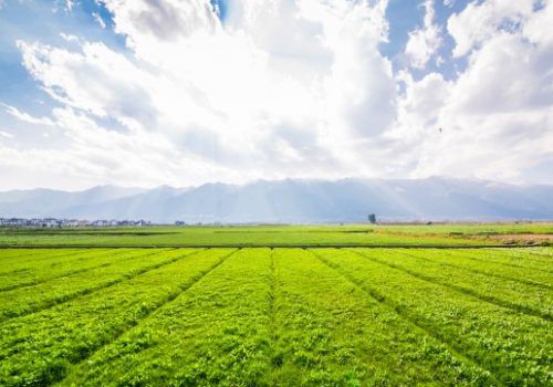 “Apesar do coronavírus, agronegócio segue firme”, diz especialista