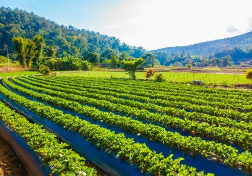Agronegócio é pilar para reconstruir economia brasileira pós-coronavírus