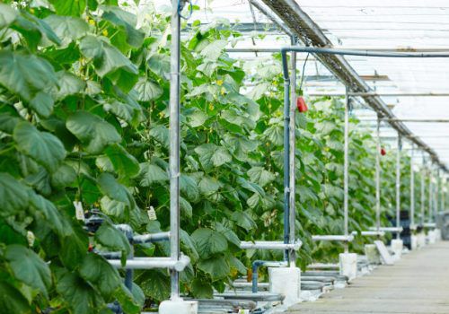 Veja números do agronegócio brasileiro