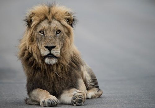 Aprenda tudo sobre a Declaração de Imposto de Renda em evento online gratuito