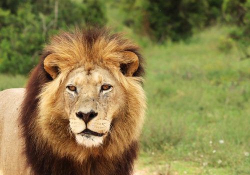 IRPF 2021: dicas para os últimos dias da declaração