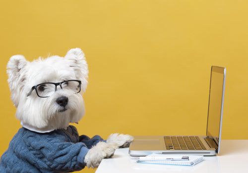Pets no ambiente de trabalho: especialista comenta prós e contras