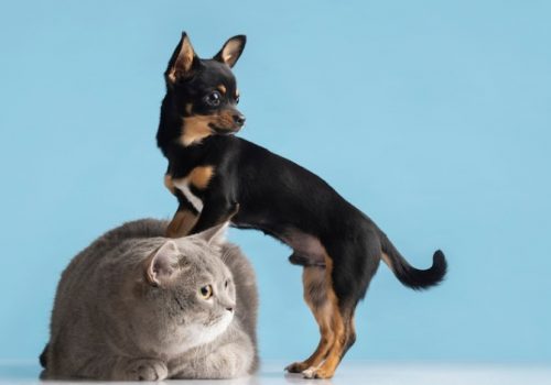 Pets no condomínio: o que pode e o que não pode?