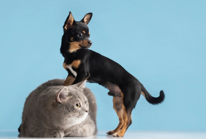 fecap pet no condomínio