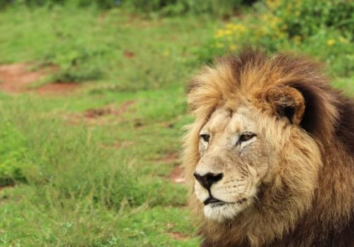 O leão vem aí: prepare-se para a declaração do Imposto de Renda!