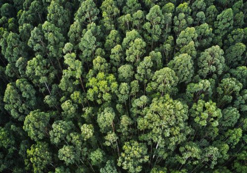 A importância do setor florestal e a inovação tecnológica no Brasil