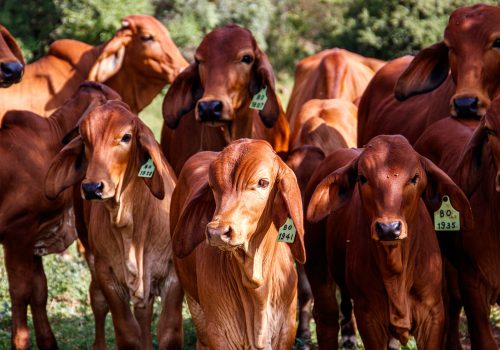 Artigo – Exportações brasileiras de carne no primeiro bimestre de 2026: aceleração tática e a persistência dos gargalos nas cadeias globais